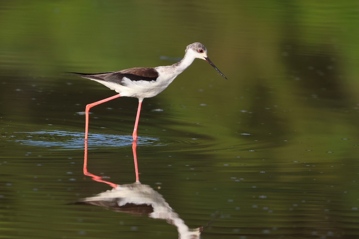 Zankaluze eurasiarra - ML645935962