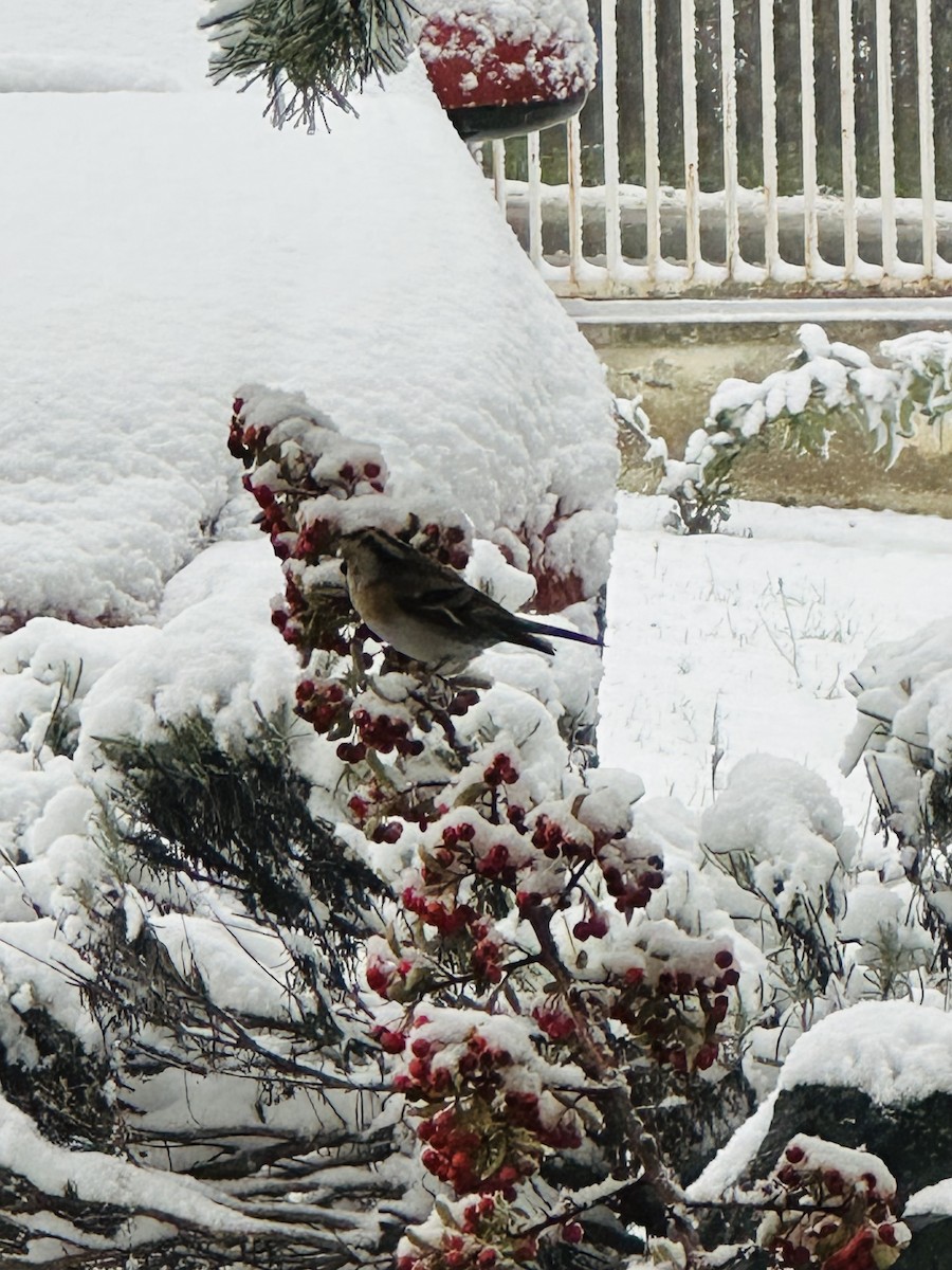 Brambling - ML645935963