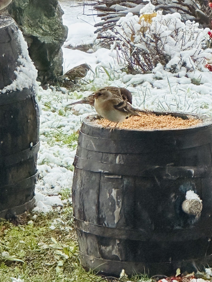 Brambling - ML645935964