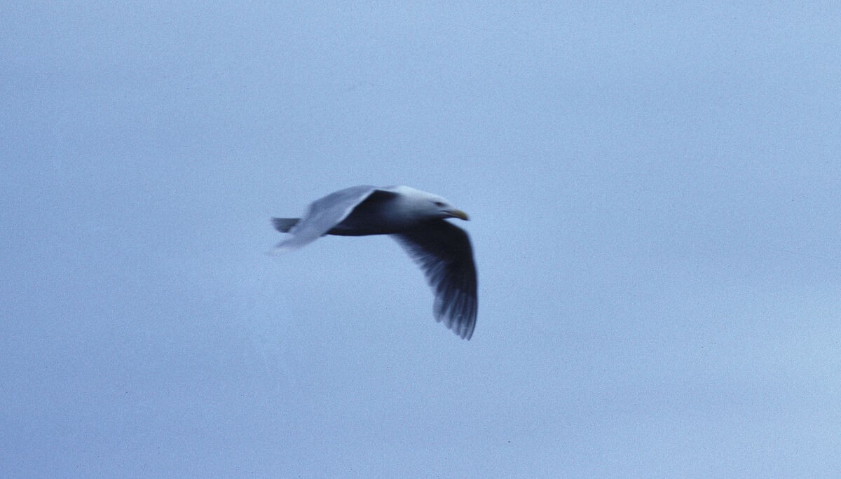 Gavión Hiperbóreo - ML645935965