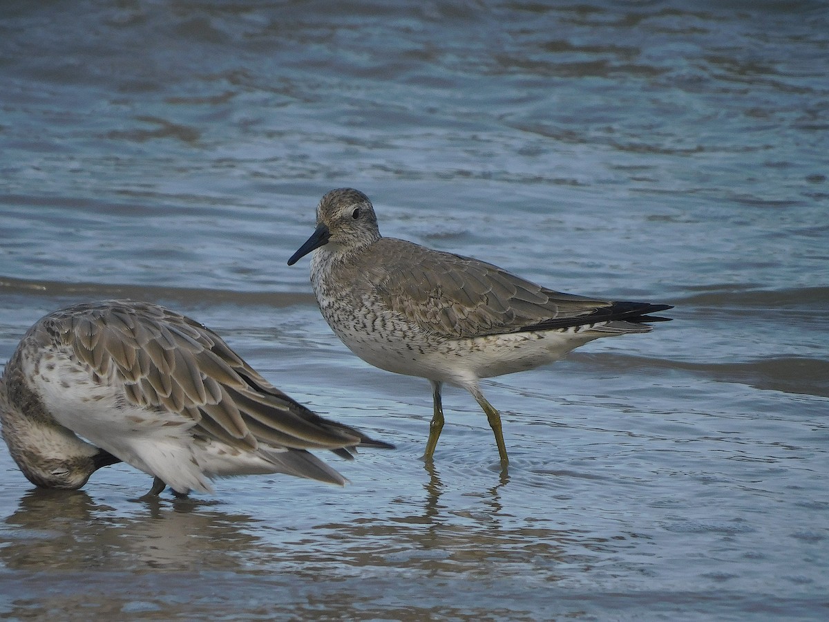 חופית להקנית - ML645935973