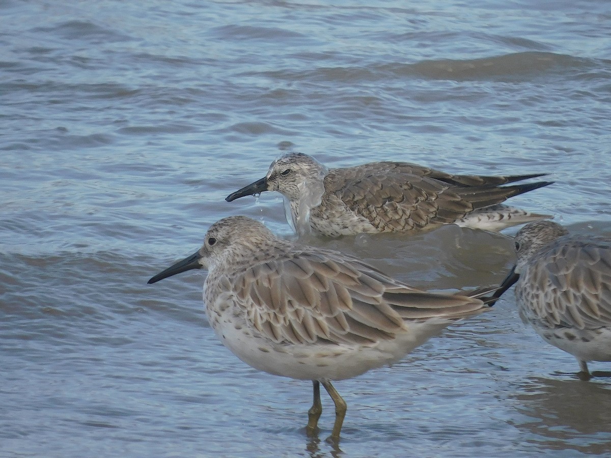 חופית להקנית - ML645935974