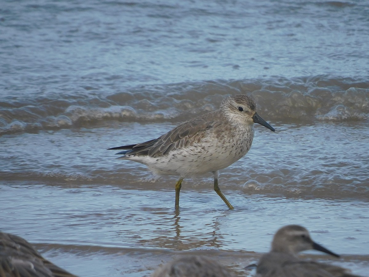 חופית להקנית - ML645935975