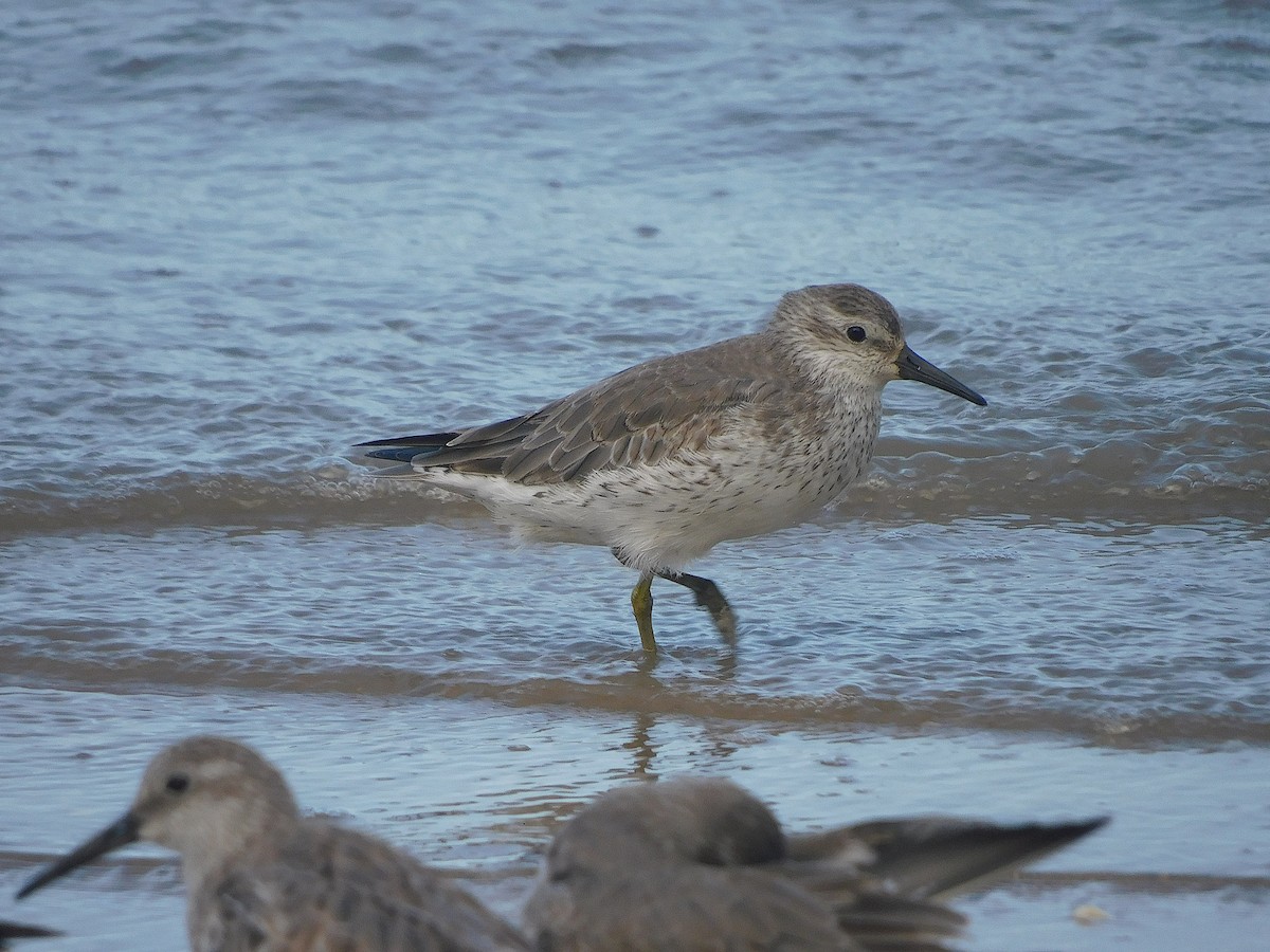 חופית להקנית - ML645935976