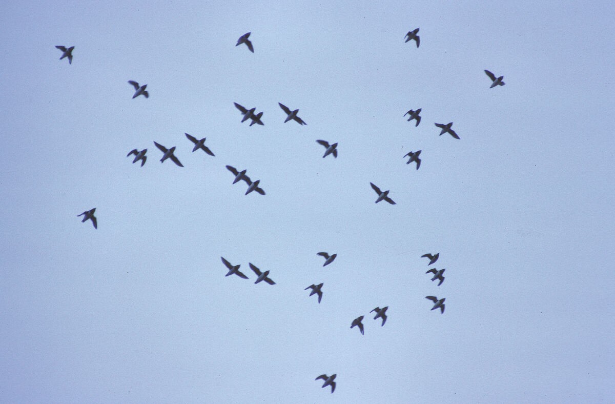 Küçük Alk - ML645935980