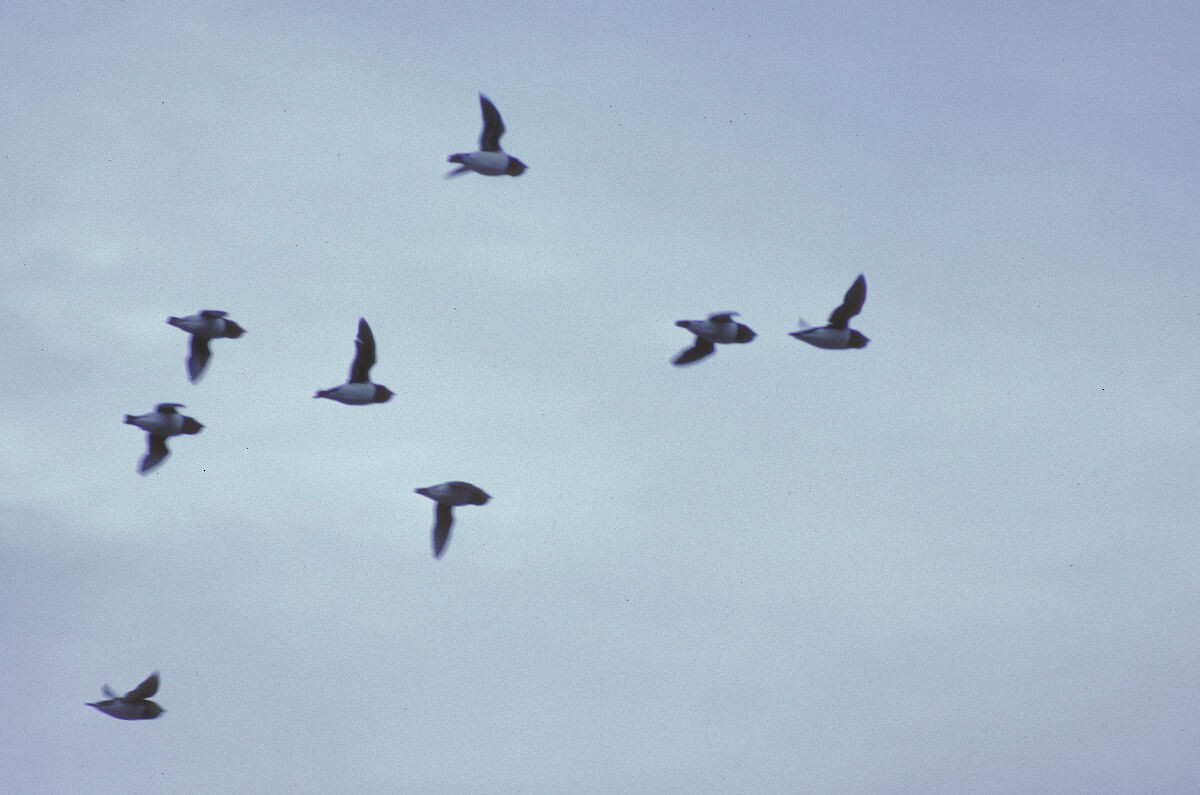 Küçük Alk - ML645935982