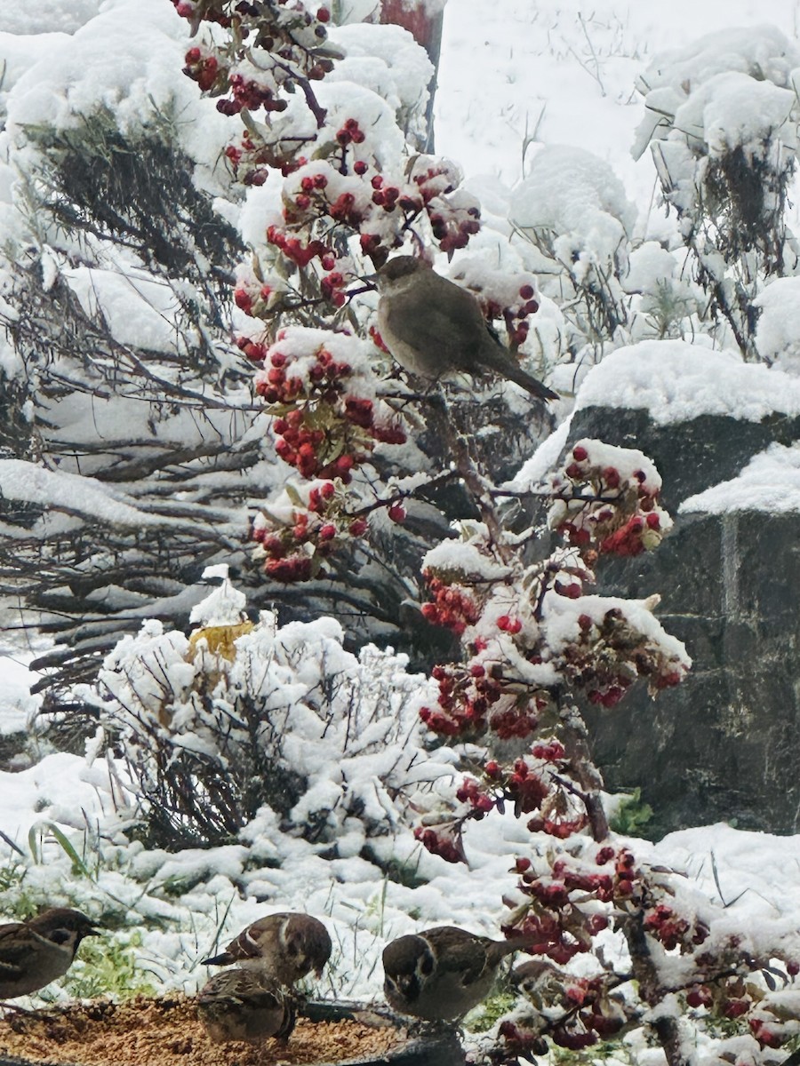 Eurasian Blackcap - ML645935984