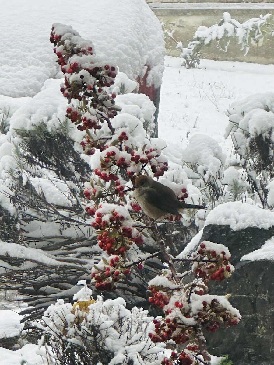 Eurasian Blackcap - ML645935985