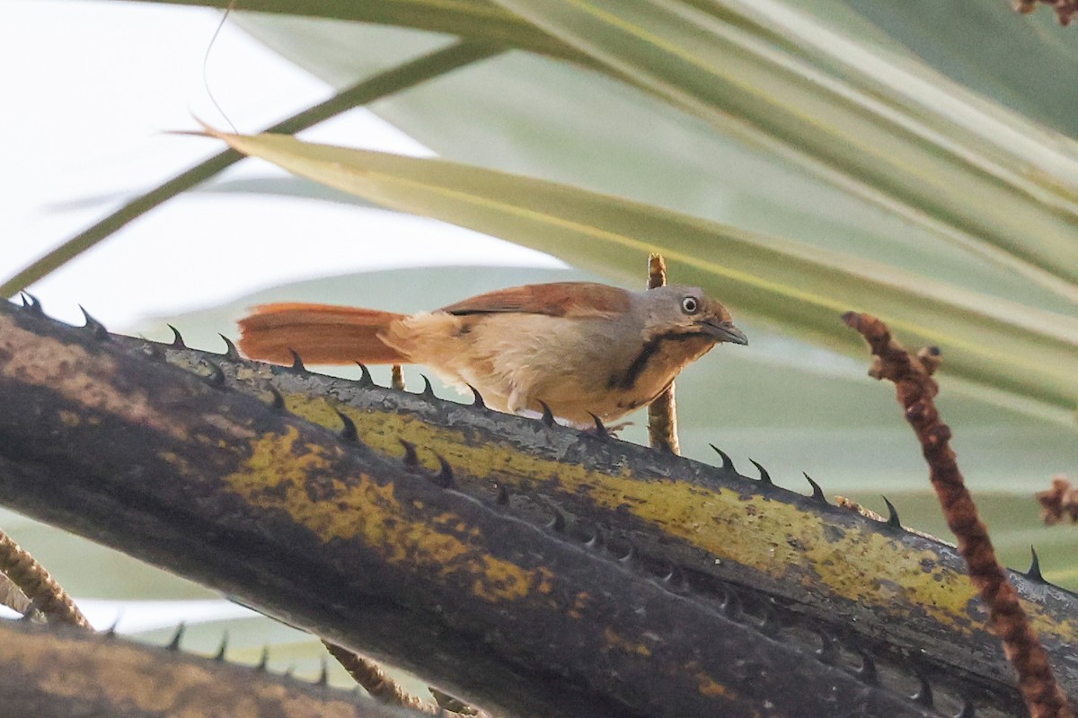 Collared Palm-Thrush - ML645935988