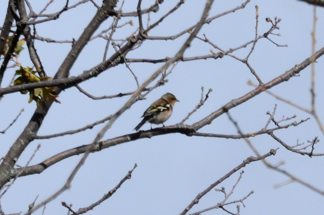 Common Chaffinch - ML645935989