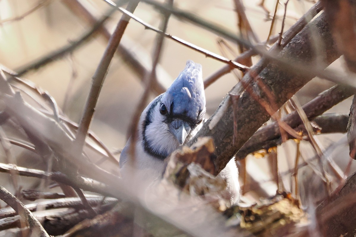 Blue Jay - ML645935991