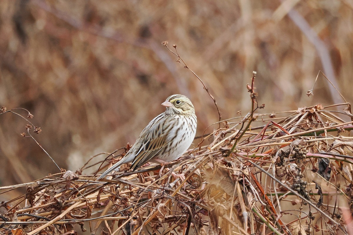 Savannah Sparrow - ML645935993
