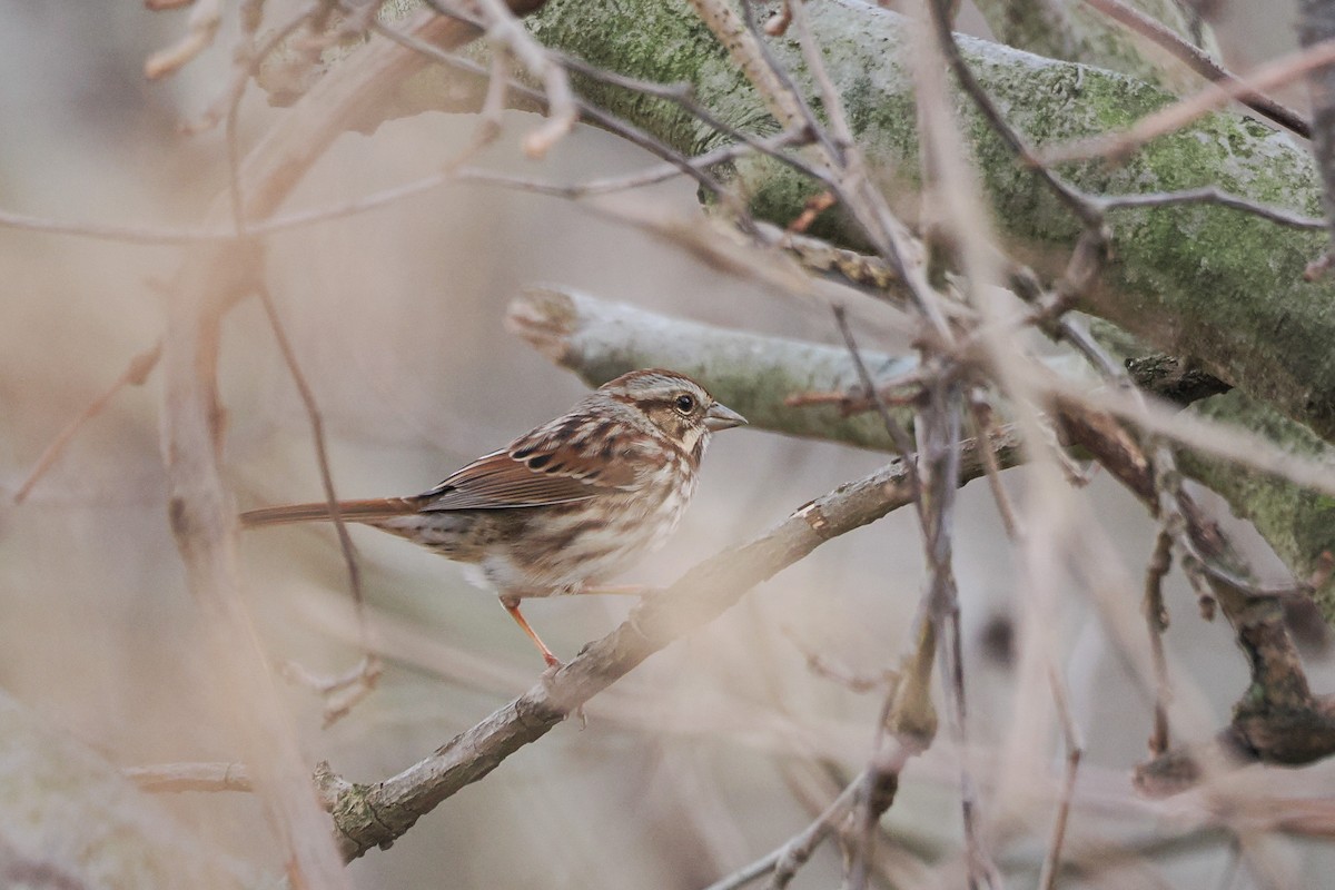 Song Sparrow - ML645935994