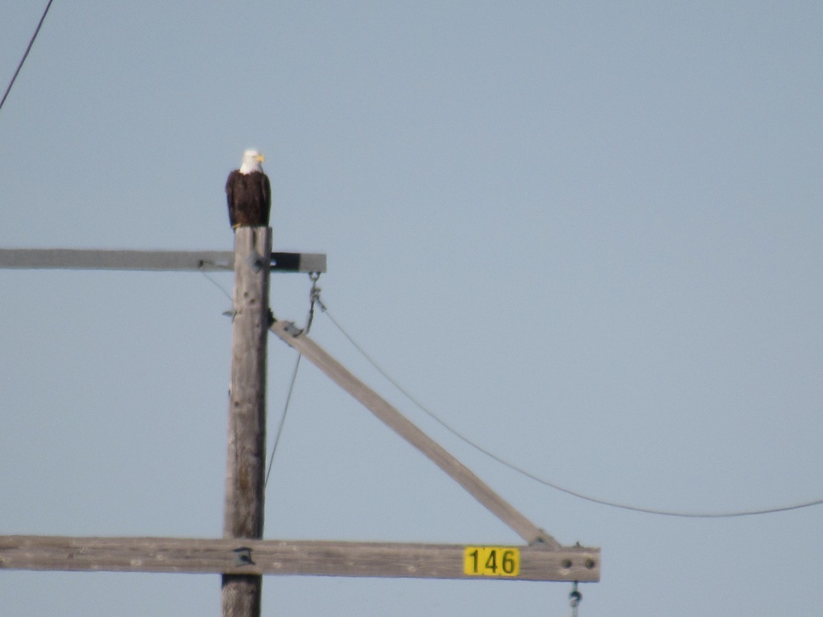 Bald Eagle - ML645935997