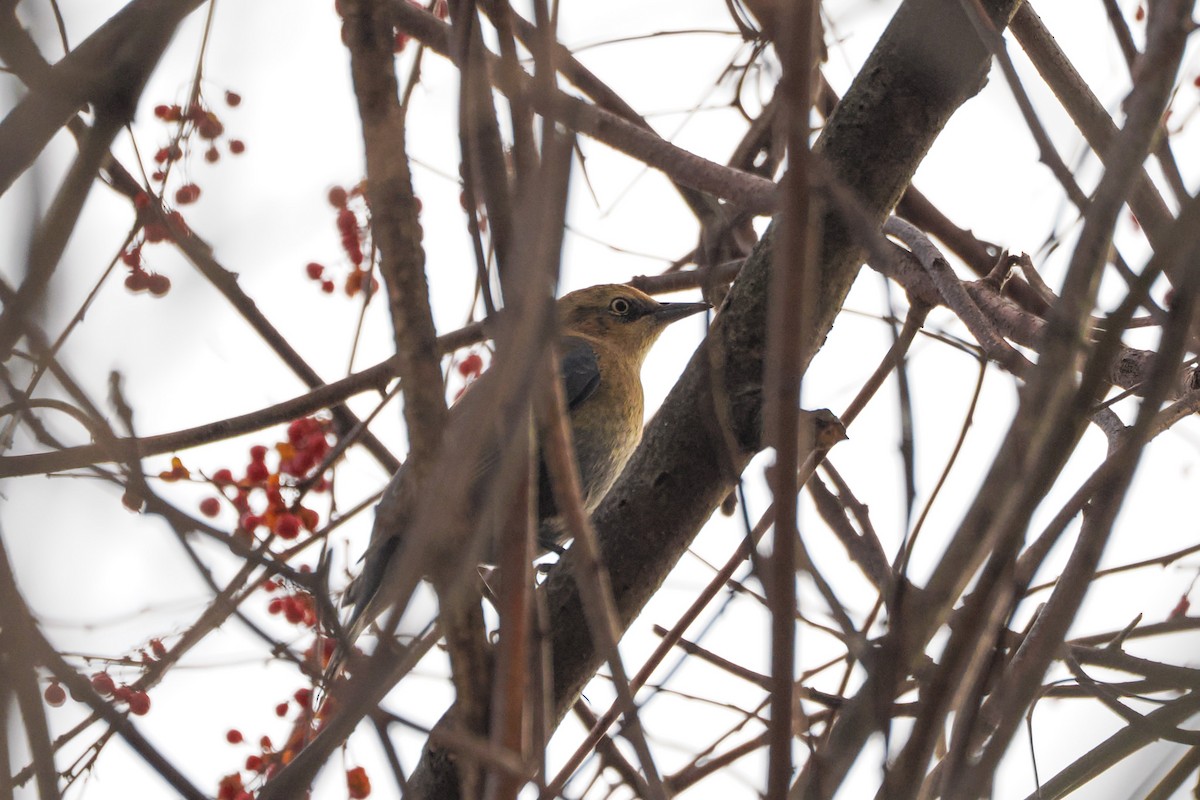 Rusty Blackbird - ML645935998