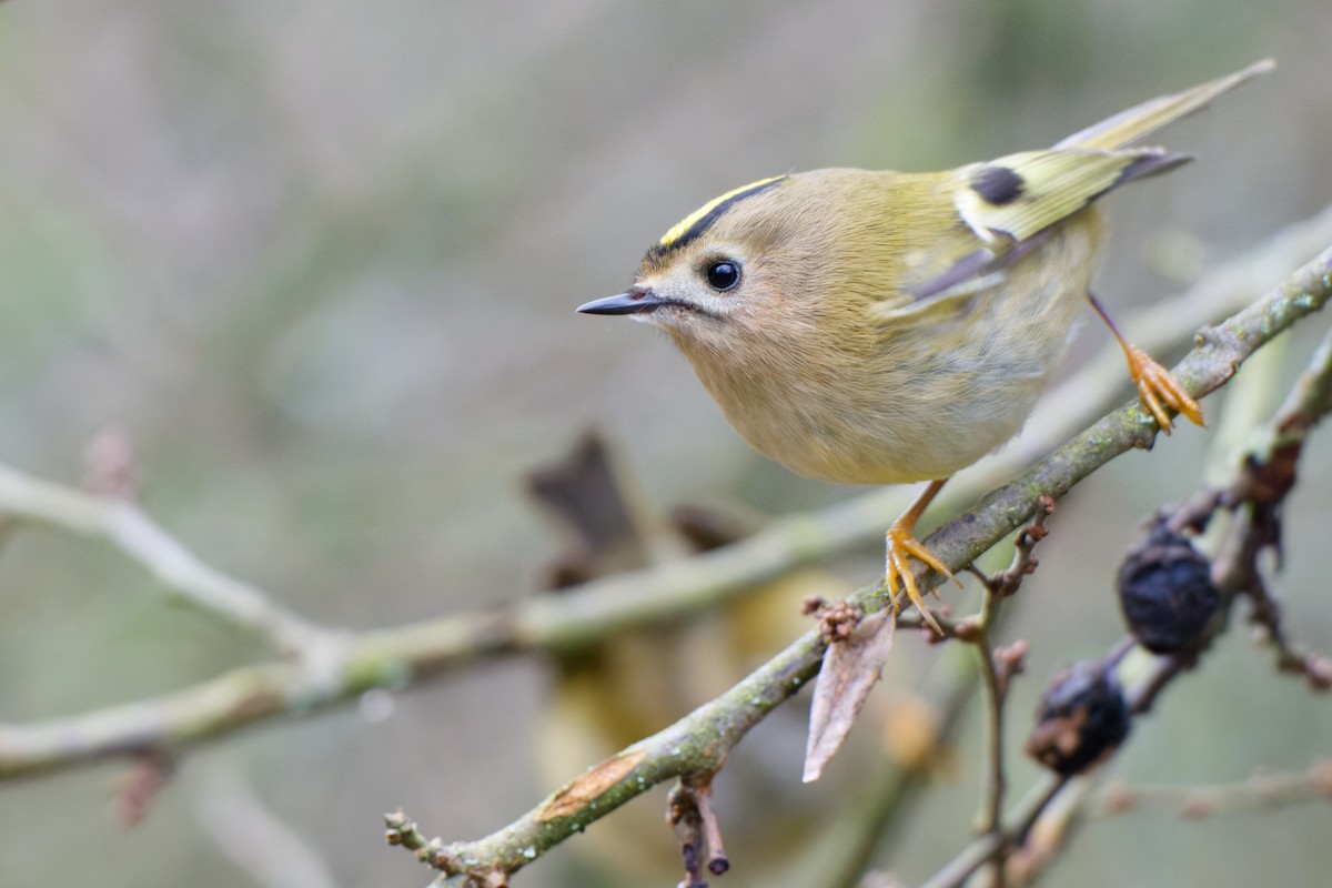 Goldcrest - ML645936010