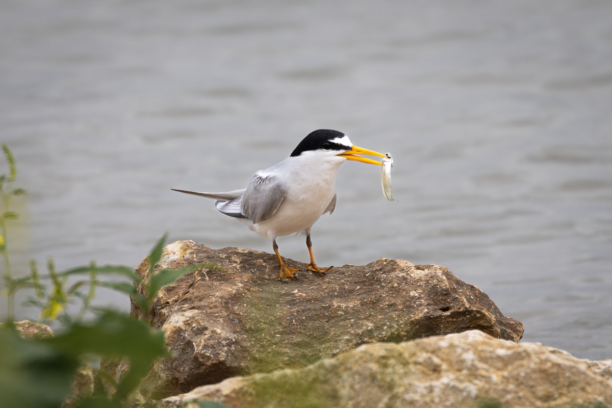 Least Tern - ML645936020