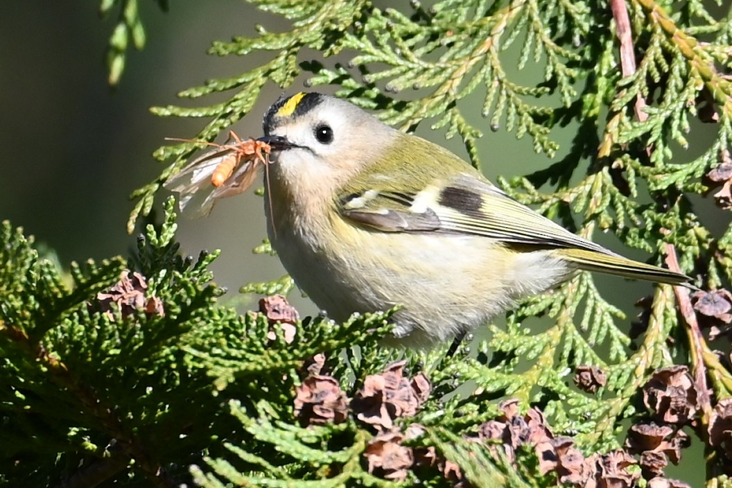 Goldcrest - ML645936024