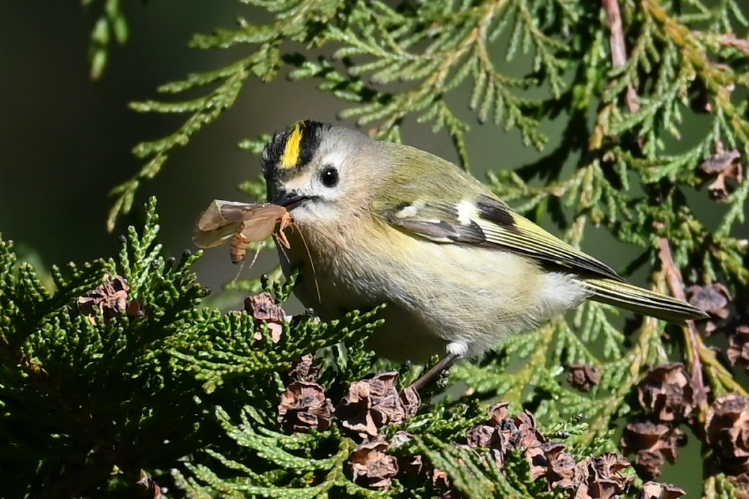 Goldcrest - ML645936025