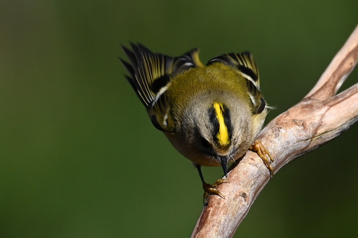 Goldcrest - ML645936026