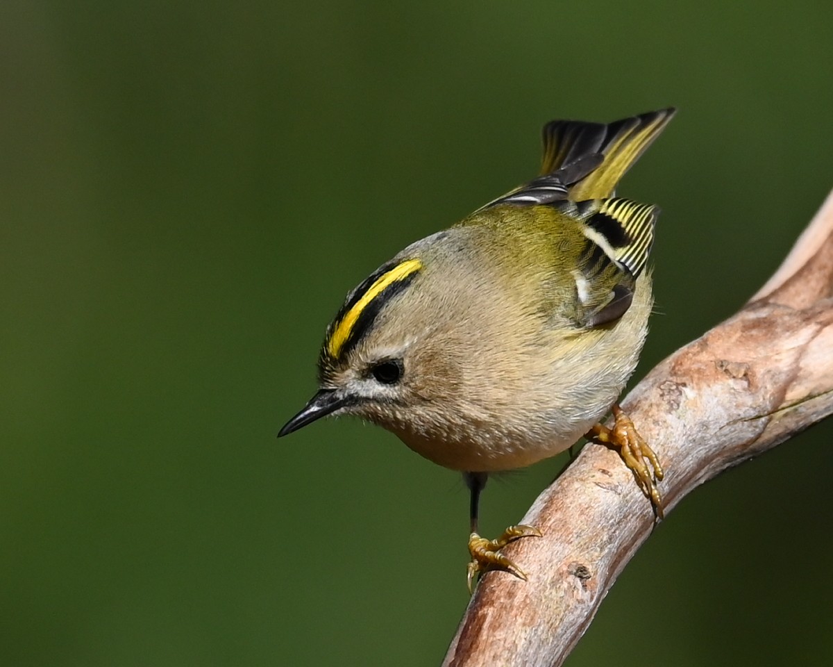 Goldcrest - ML645936027