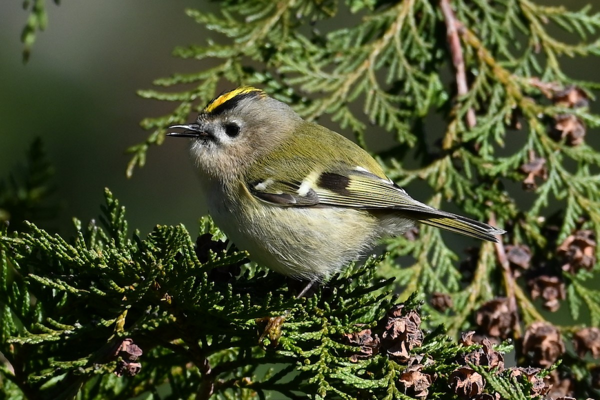 Goldcrest - ML645936028