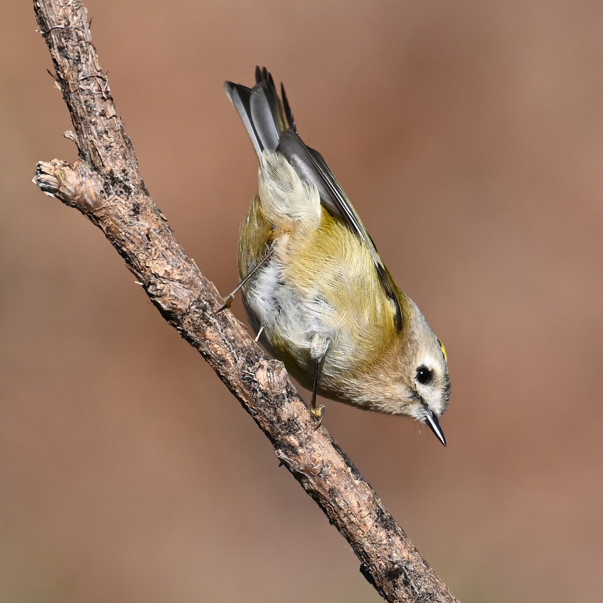 Goldcrest - ML645936029