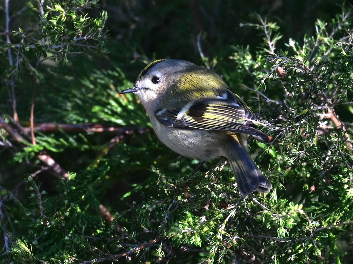 Goldcrest - ML645936030