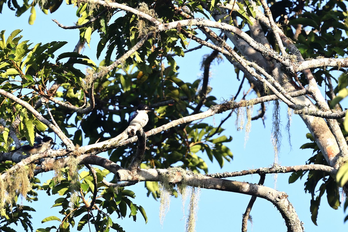 Forest Kingfisher - ML645936050