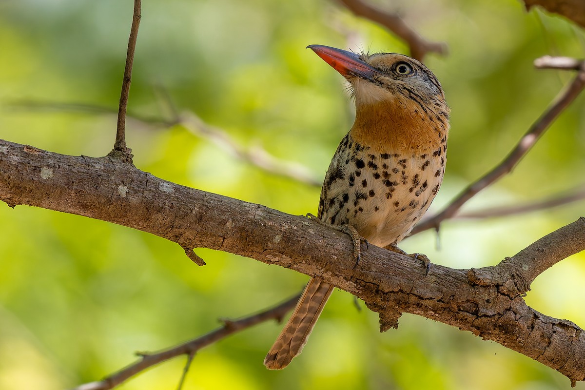 Spot-backed Puffbird - ML645936051