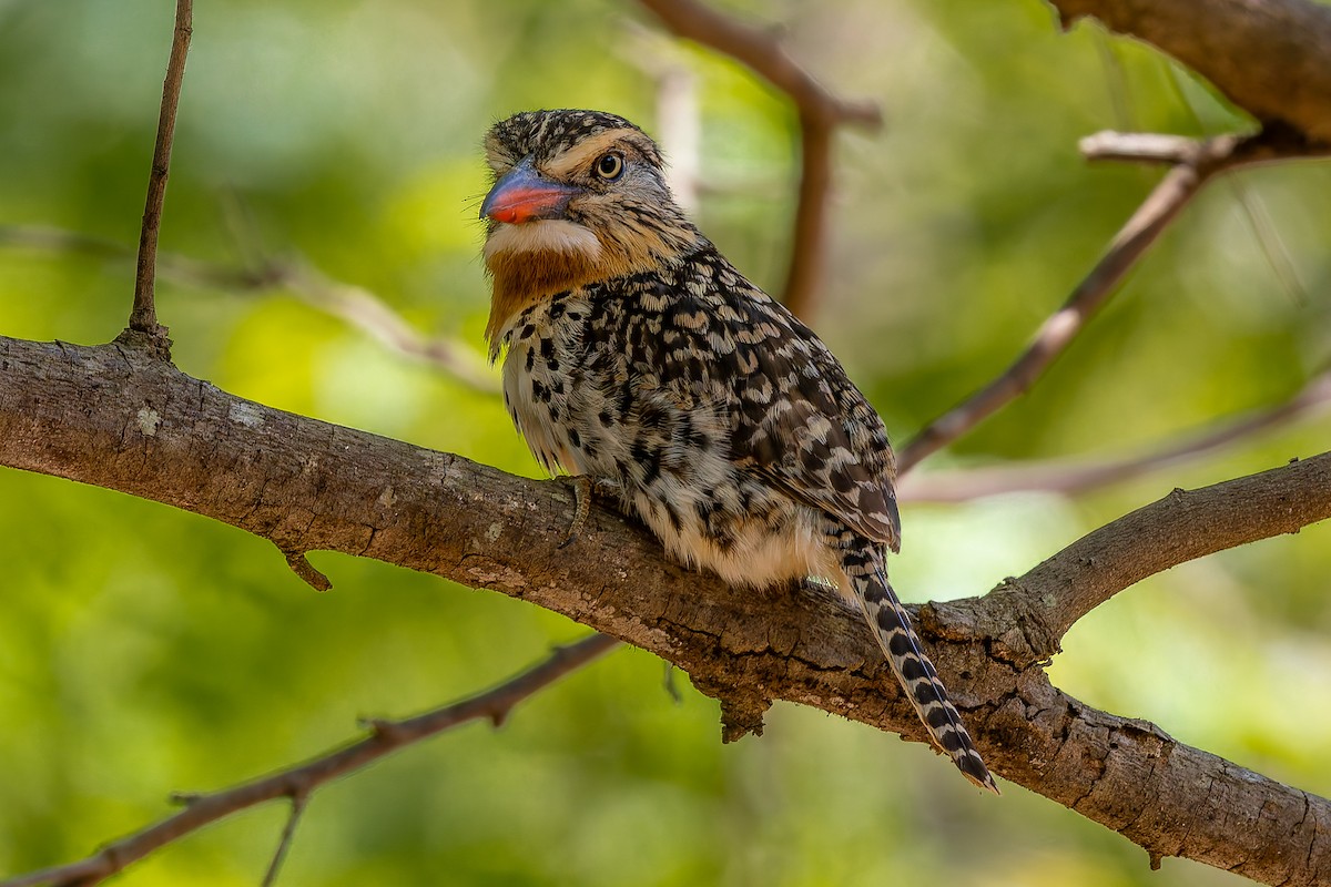 Spot-backed Puffbird - ML645936052