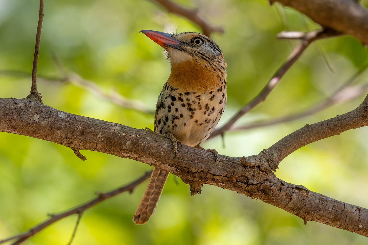 Spot-backed Puffbird - ML645936053