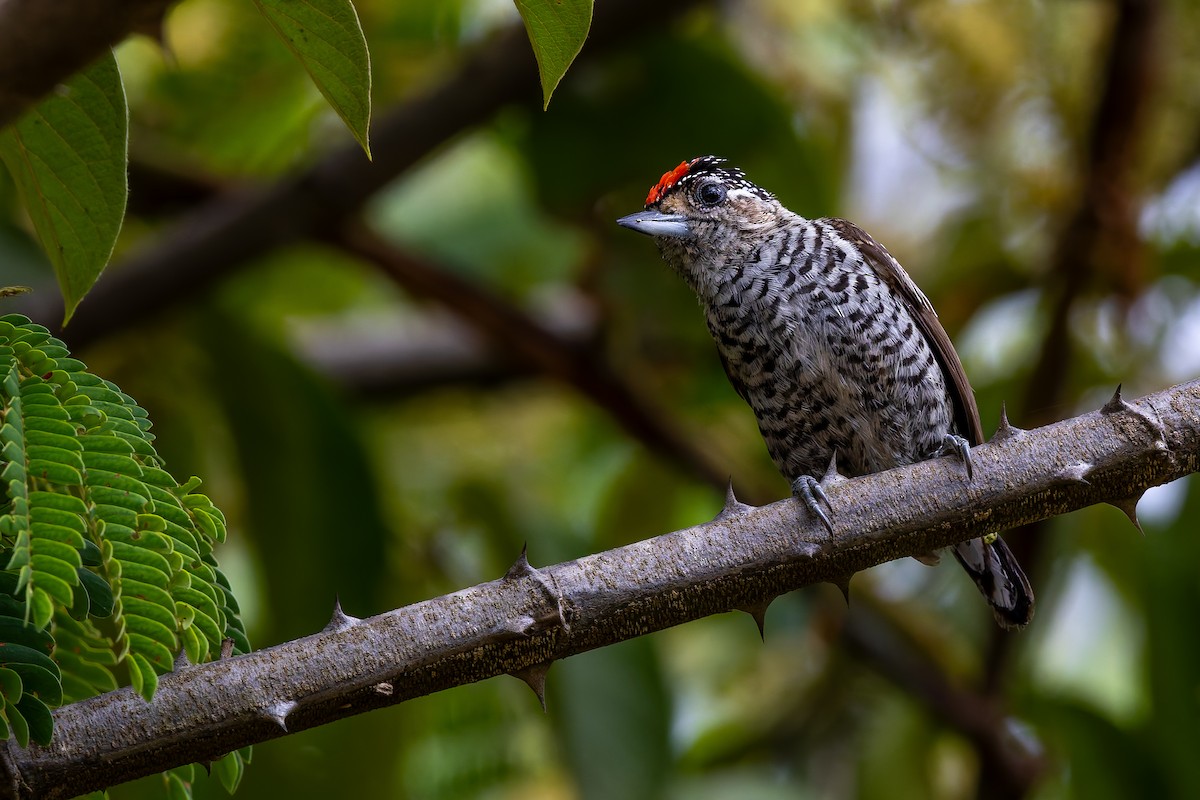 Carpinterito Variable - ML645936055