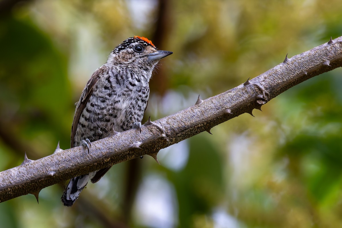 Carpinterito Variable - ML645936057