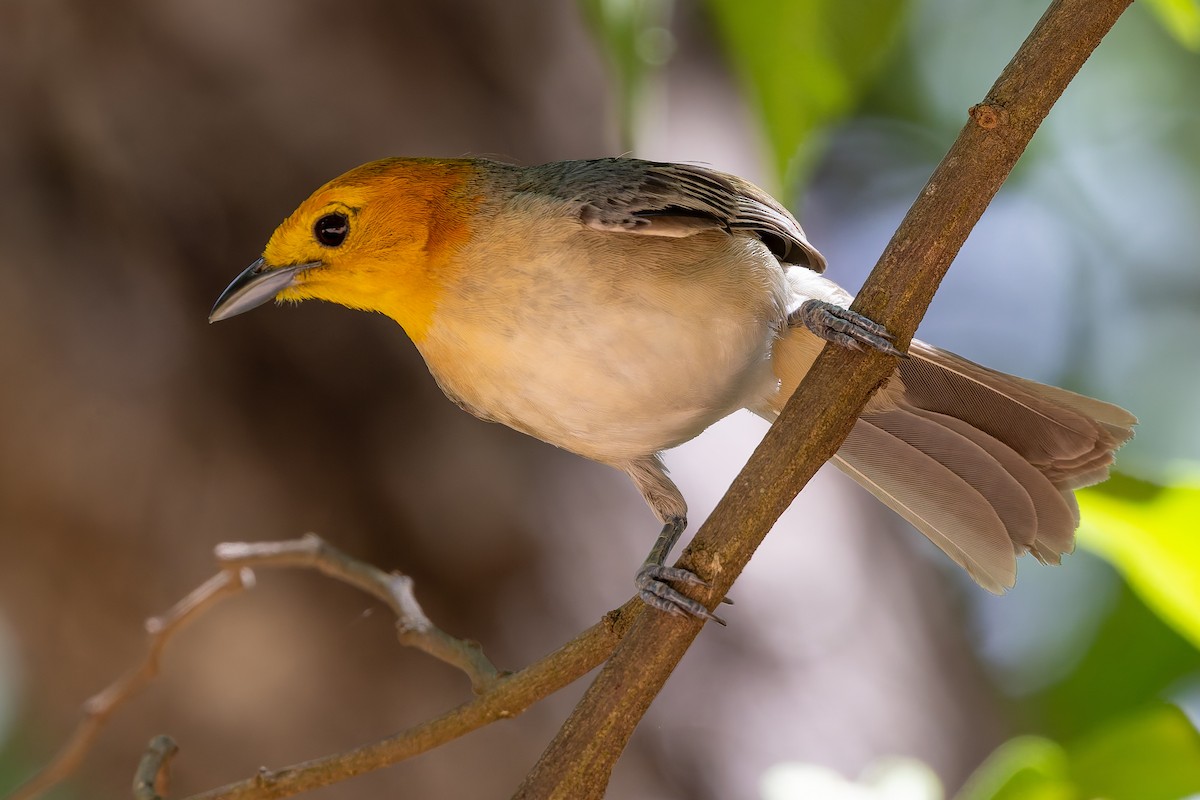 Orange-headed Tanager - ML645936058