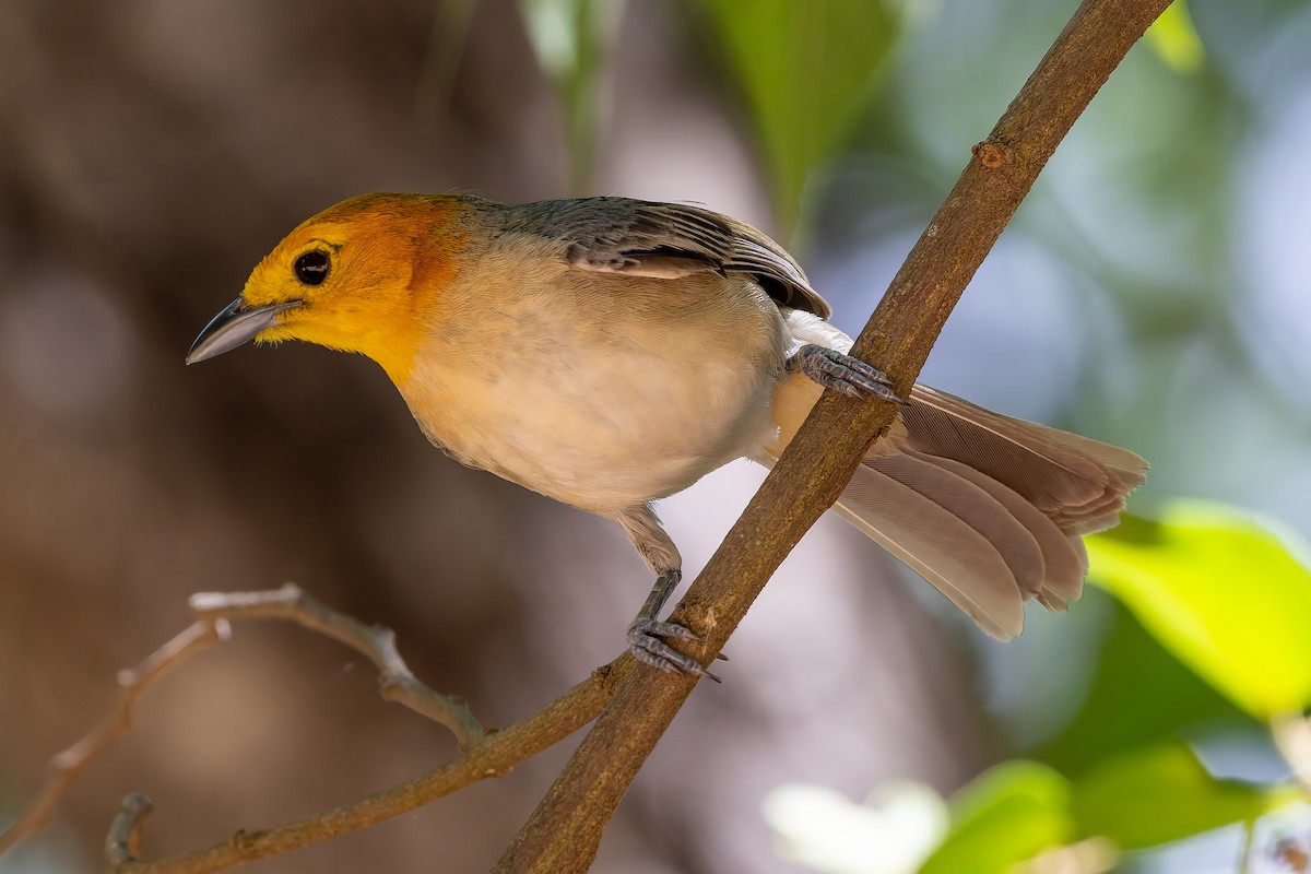 Orange-headed Tanager - ML645936059