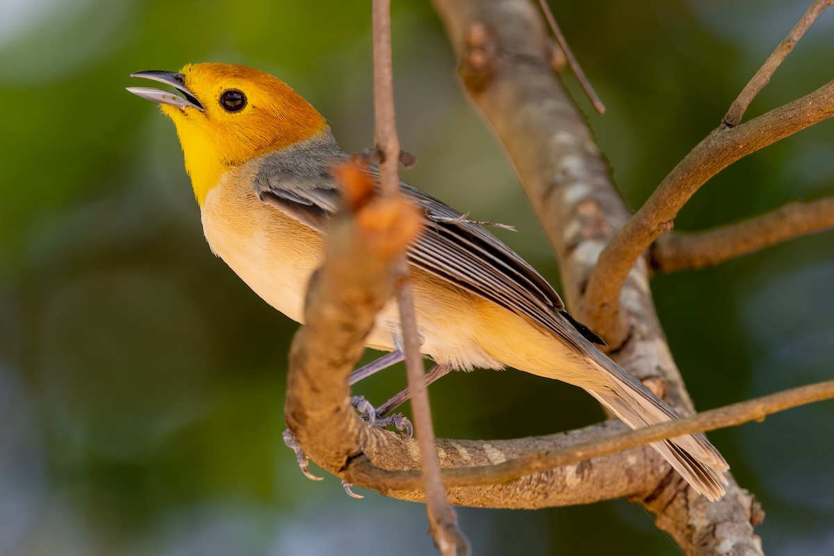 Orange-headed Tanager - ML645936060