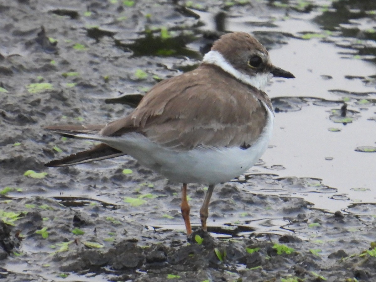 Little Ringed Plover - ML645936080