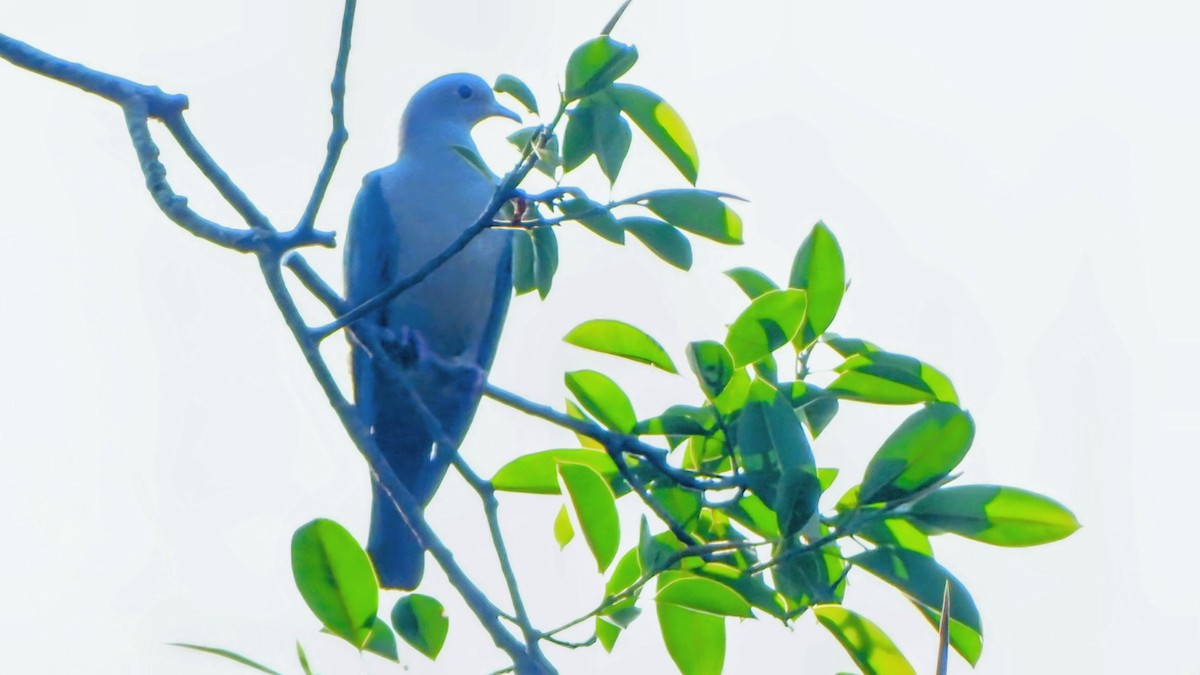 Бронзовый плодовый голубь - ML645936082