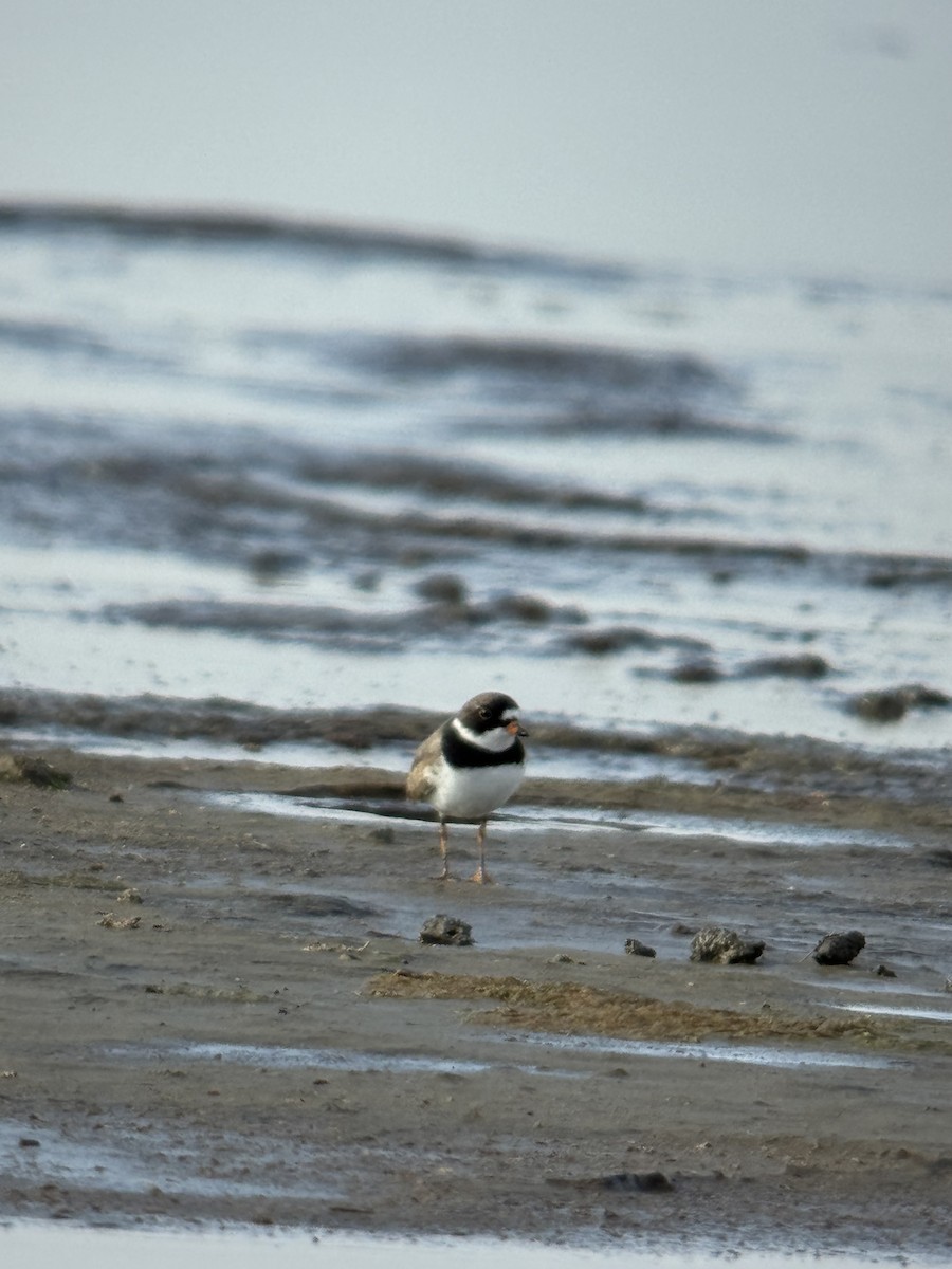 Semipalmated Plover - ML645936083