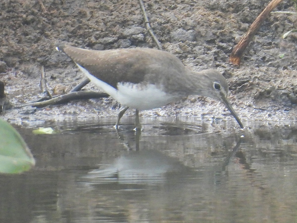 Green Sandpiper - ML645936087
