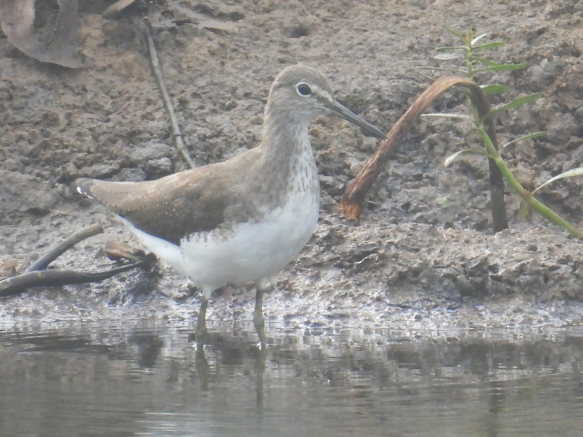 Green Sandpiper - ML645936088