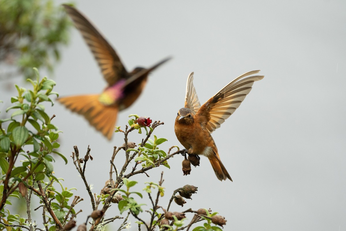 ニジハチドリ - ML645936091