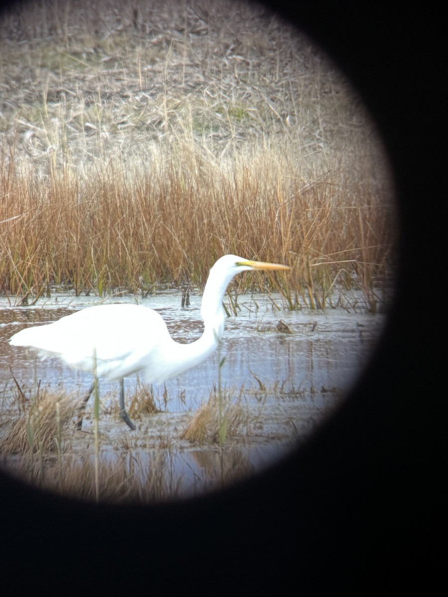 Great Egret - ML645936097