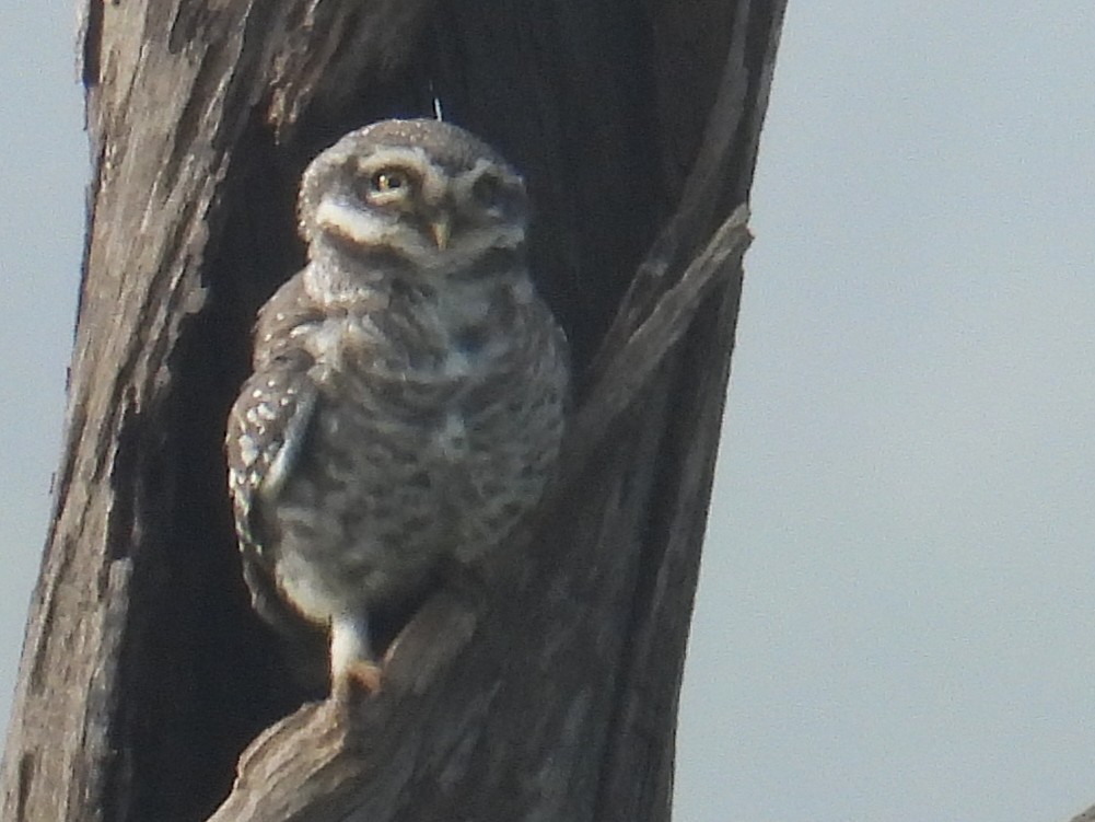 Spotted Owlet - ML645936098