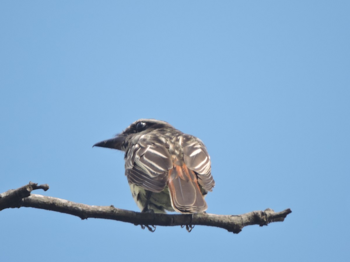Streaked Flycatcher - ML645936100