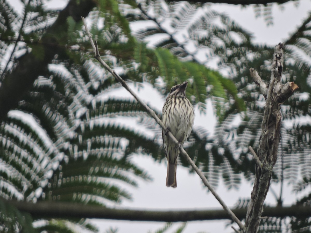 Streaked Flycatcher - ML645936101