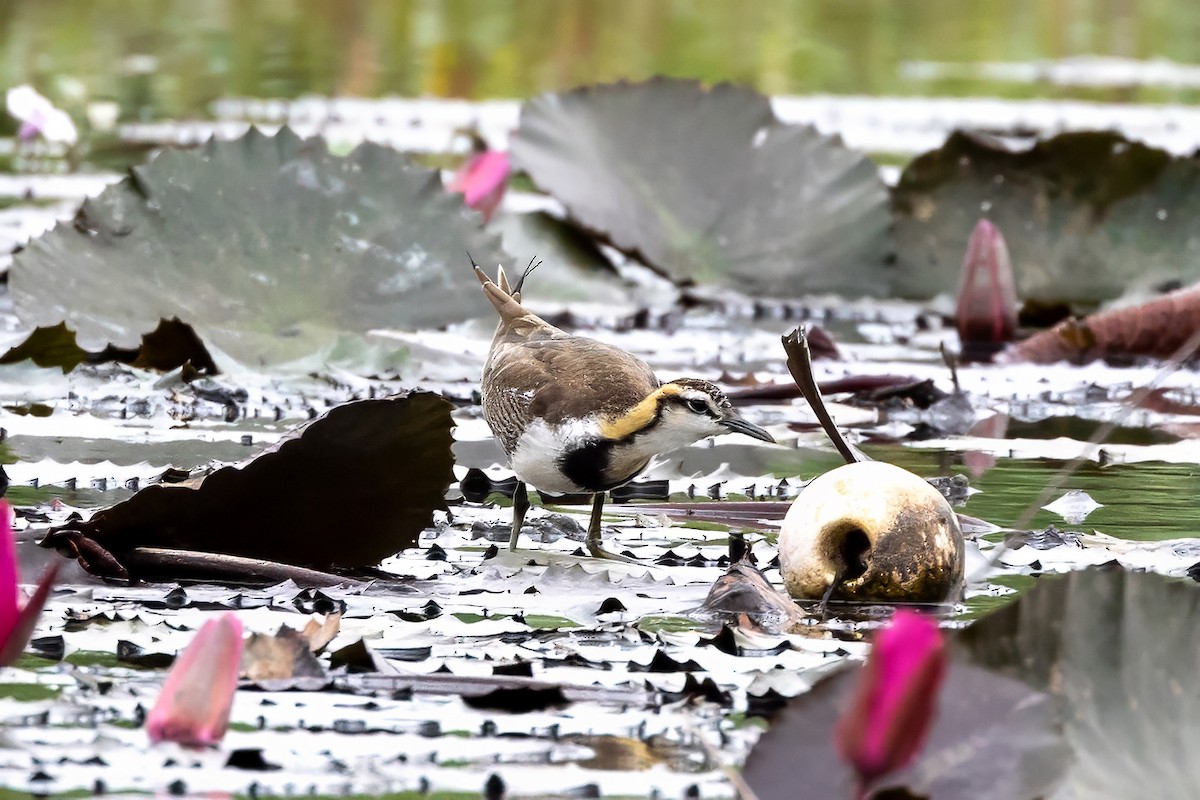 Jacana à longue queue - ML645936110