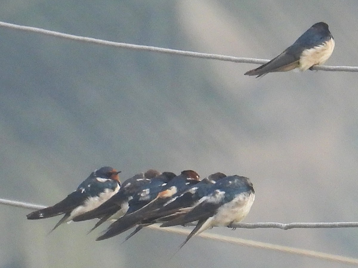 Barn Swallow - ML645936111