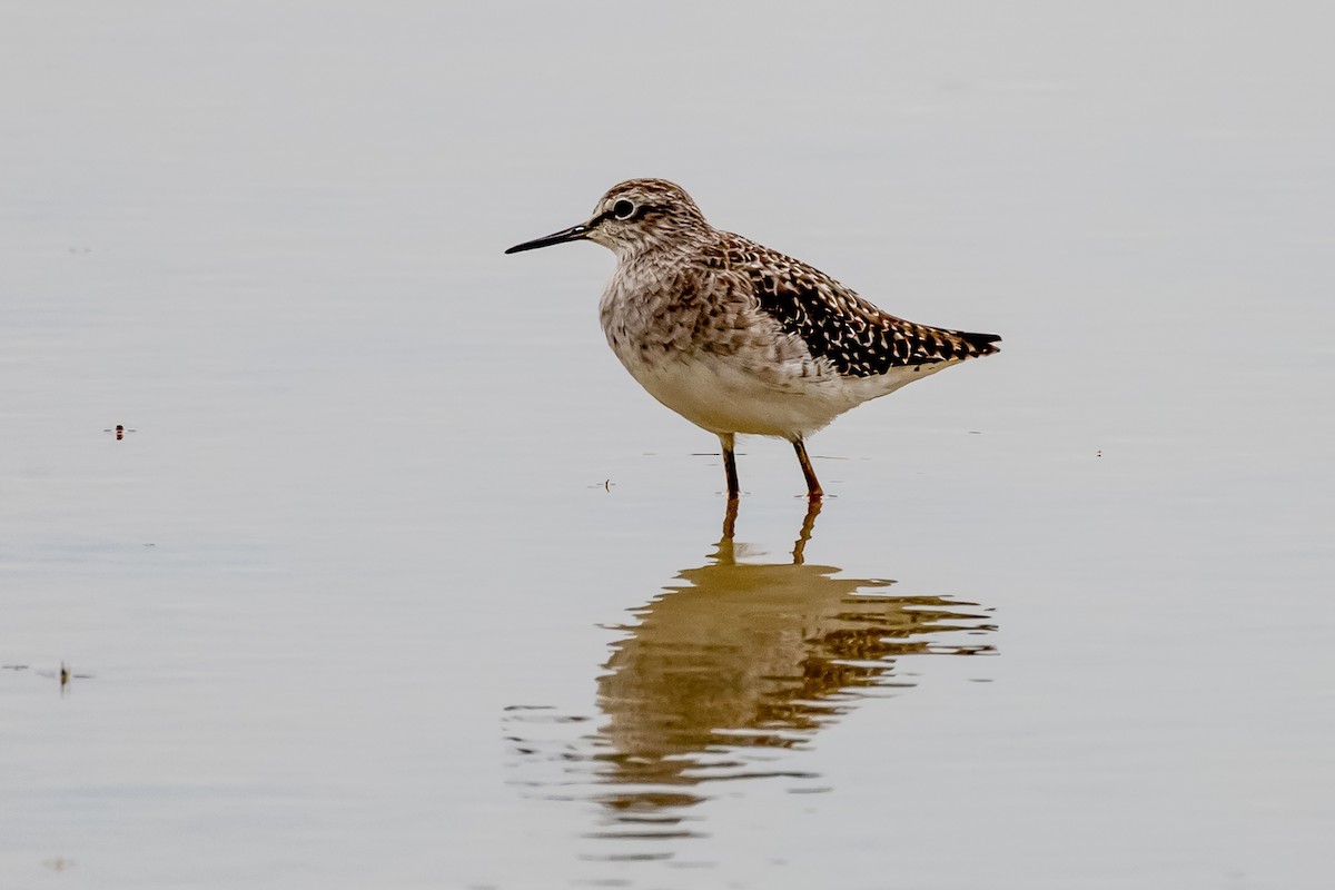 vodouš bahenní - ML645936112